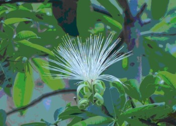 Ecosanación: Árbol del dinero Pachira glabraPasq