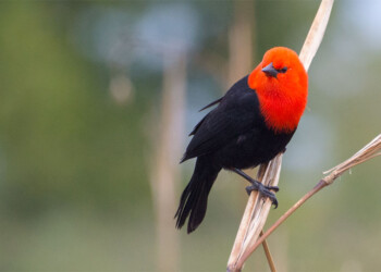 Argentina, uno de los países más elegidos para el avistaje de aves