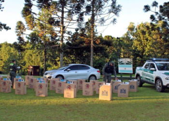 Secuestran autos robados con 24 mil paquetes de cigarrillos de contrabando