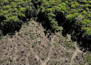 Afirman que en 2023 la deforestación en la selva amazónica se redujo a la mitad