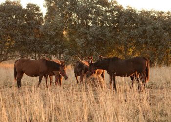 Encefalomielitis equina: sin casos, Misiones apuesta a la vacunación preventiva