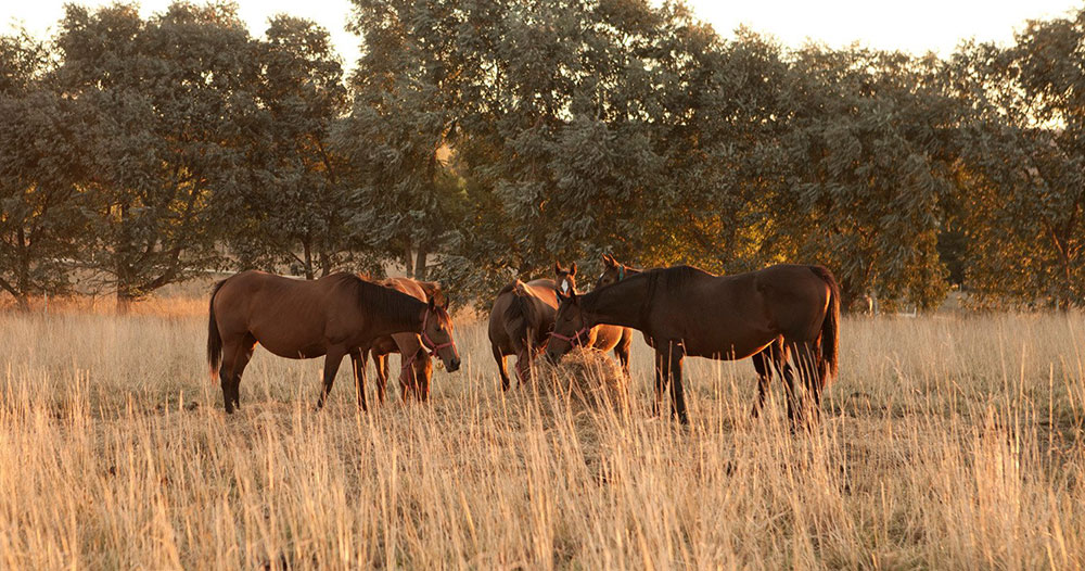 Encefalomielitis equina: sin casos, Misiones apuesta a la vacunación preventiva