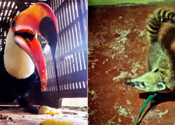 Un tucán y un coatí heridos fueron rescatados