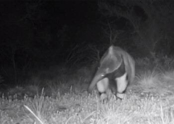 Detectaron un oso hormiguero gigante que consideraban extinguido en Brasil