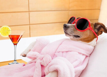 La humanización excesiva de las mascotas puede afectar a su bienestar: ¿Por qué?