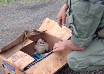 Salió de Misiones transportando de manera ilegal un pichón de búho