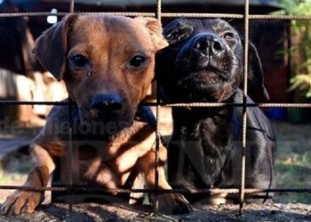 Por qué se celebra hoy el Día del Protector Animal