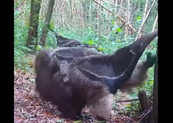 Nació una cría de oso hormiguero en el Parque Nacional Iberá