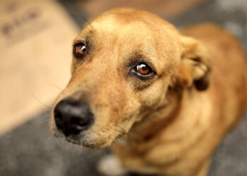 Presentaron en el Congreso proyecto de ley que aumenta las penas por maltrato animal