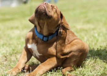 Si tu perro o gato se rasca mucho, las “pipetas” o pastillas apenas lo tratan en un 5%
