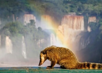 El “otro lado” de las Cataratas festeja sus 86 años