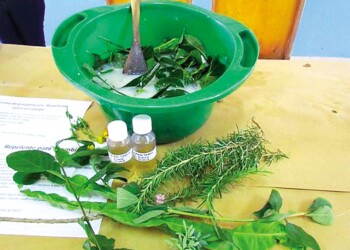 Dengue y té de mamón: “No hay evidencia científica, no lo podemos recomendar”