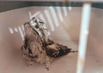 Una cría de urutaú, una garza, un gato tirica y hasta un yacaré: animales silvestres rescatados en zonas urbanas de Misiones