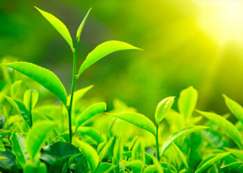 Té: “Nuestros compradores buscaron otros mercados, más baratos y se stockearon”