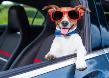 Vacaciones con tu amigo perruno