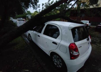 Personas atrapadas, árboles caídos y cortes de servicios por la tormenta en Misiones