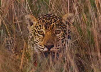 Registran un nuevo yaguareté silvestre en el Iberá