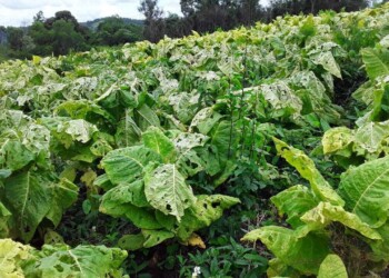 El Gobierno nacional declaró la emergencia agropecuaria en Misiones