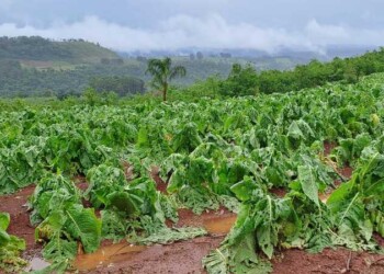 Emergencia agropecuaria: Misiones podría obtener asistencia financiera