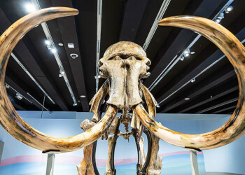 Realizaban excavaciones para ampliar el metro de Bruselas y hallaron restos de mamuts