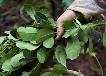 En San Pedro, productores mantienen la sugerencia de no vender la hoja verde a menos de $505