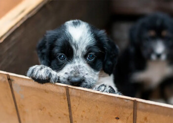 Adoptá amor: Oberá continúa impulsando la adopción responsable
