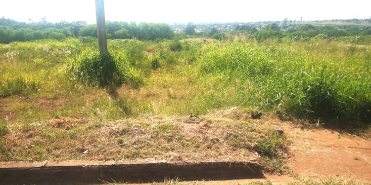 PELIGROSO. Las malezas avanzan y proliferan mosquitos y alimañas.