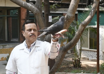 Insólito: India liberó a una paloma que estuvo 8 meses detenida sospechada de ser espía china