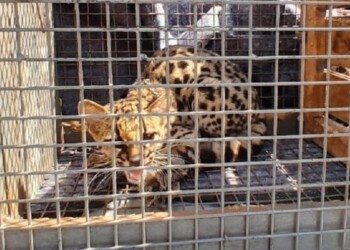 Rescataron a un ejemplar de Margay en Hipólito Yrigoyen