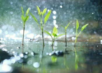 ¿De dónde viene o qué es ese olor tan atrapante e hipnótico que sentimos cuando llueve?