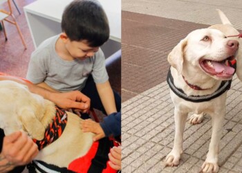 Terapia asistida por animales: conocé a “Piky” la adorable compañera de niños y adultos mayores de Posadas