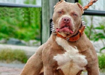 “Los potencialmente peligrosos son los propietarios”