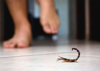 Recomendaciones para evitar picaduras de alacranes durante el verano