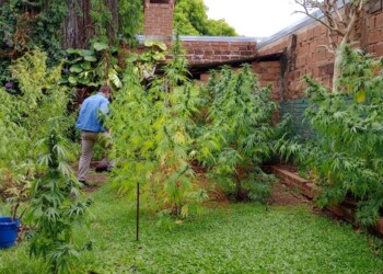 Detectaron una plantación de marihuana en una vivienda de Posadas