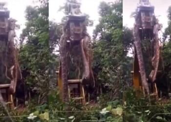 Encontraron una anaconda de casi 450 kilos y más de 10 metros de largo