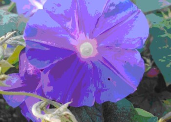 Ecosanación: Morningglory, despertar glorioso