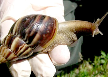 La aparición de caracoles tiene en alerta a los vecinos