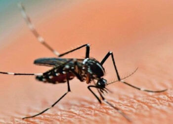 Brasil comenzó a vacunar gratuitamente contra el Dengue