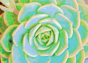 Ecosanación: la existencia y el sentido de comunidad