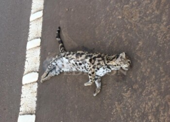 El atropellamiento sigue siendo una seria amenaza para la fauna misionera