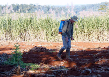 Presentaron un proyecto para derogar la prohibición del glifosato en Misiones