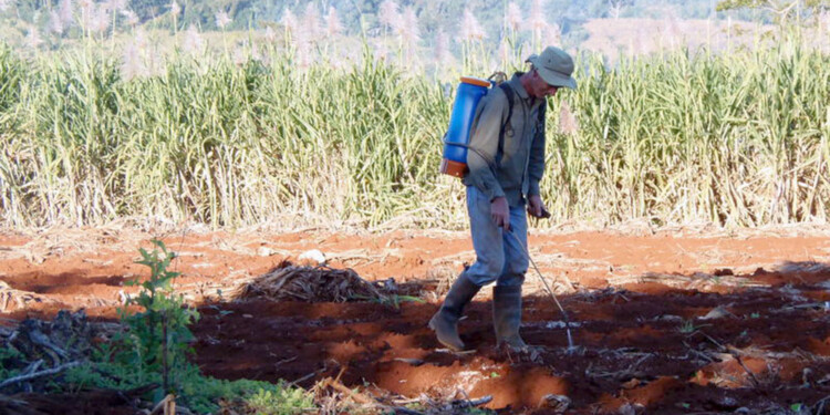 “IRREMPLAZABLE”. Aseveran que las propuestas presentadas para suplir al glifosato no cumplen con los requerimientos de los importadores.