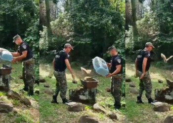 Rescatan y reintroducen aves Alilicucu a su hábitat natural