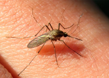 Reportaron 42 pacientes con encefalitis equina en la provincia de Buenos Aires