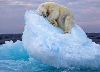 “Cama de hielo”: la conmovedora imagen que ganó un prestigioso premio de fotografía