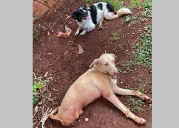 Posadas: Hogar de animales “Discas” junta fondos para perros y gatos con discapacidad