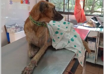 Vecinos de Eldorado reclaman que vuelvan las castraciones en zoonosis