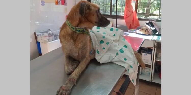 VOLVER A CERO. Por la falta de castraciones gratuitas, aseguran que aumentó el número de animales en la calle.