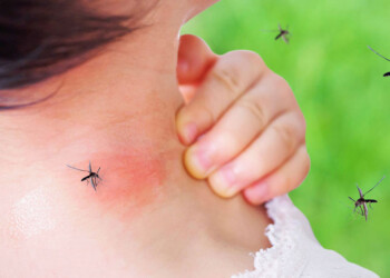 El tipo de sangre, el color de la ropa y el olor corporal: cómo elige el mosquito a quién picar