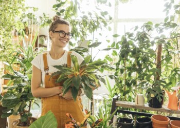 Plantas de interior que purifican el aire